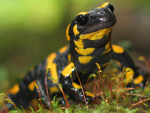 Foltos szalamandra