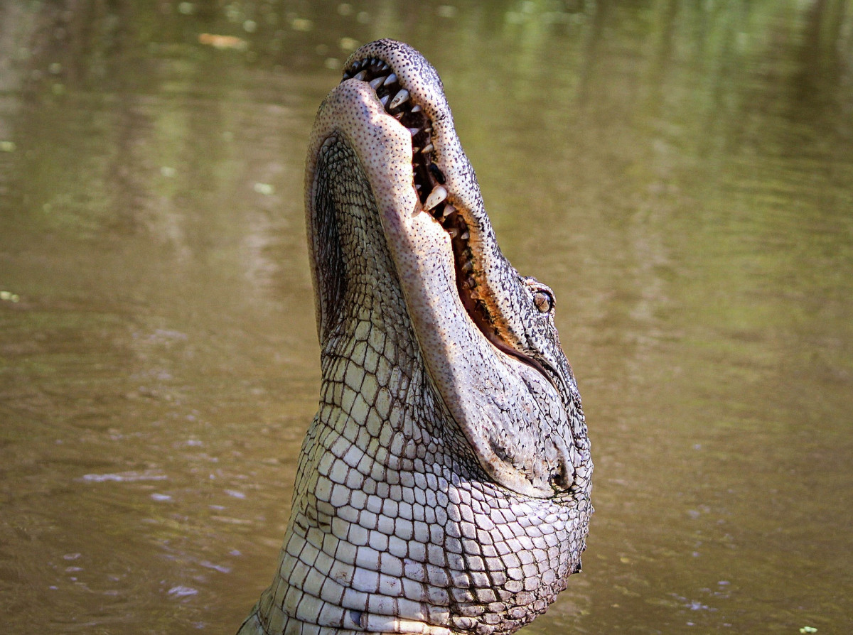 Mississippi aligátor