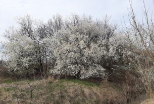 Virágzó fák Debrecenben
