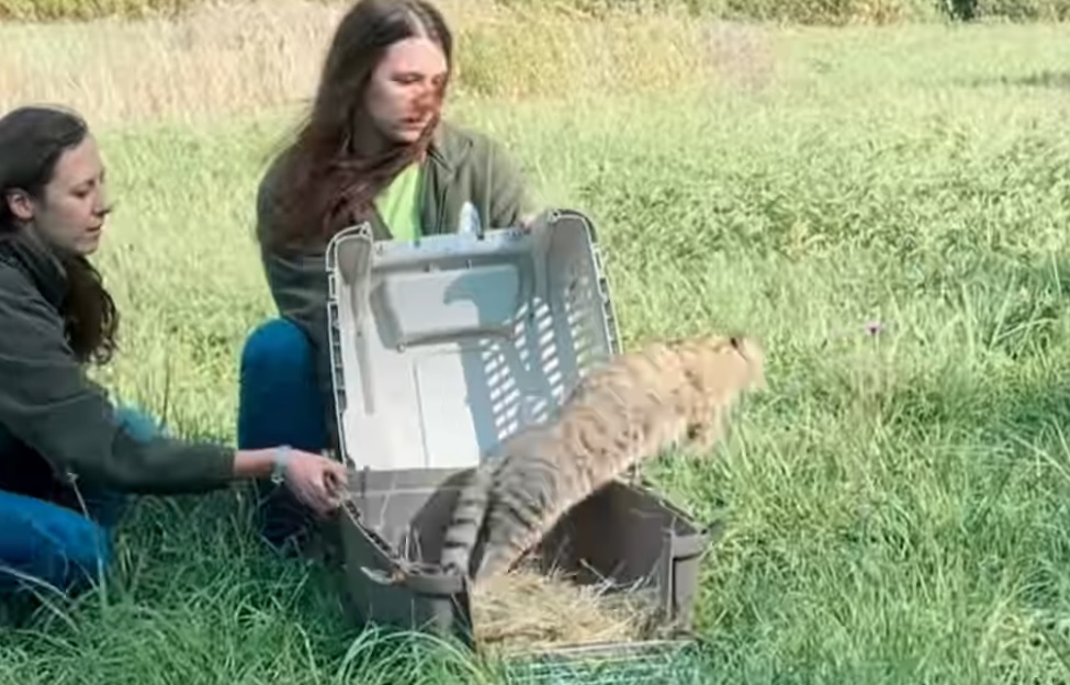 Vadmacskákat neveltek fel és engedtek szabadon a Fővárosi Állatkert munkatársai